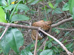 Corallus ruschenbergerii