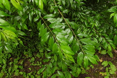 Rhamnus pilushanensis