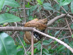 Corallus ruschenbergerii