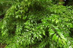 Rhamnus pilushanensis