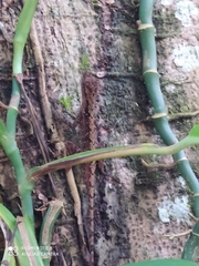 Anolis tropidogaster
