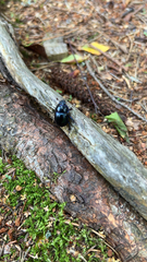 Anoplotrupes stercorosus