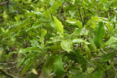 Pittosporum illicioides