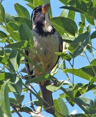 Saltator aurantiirostris