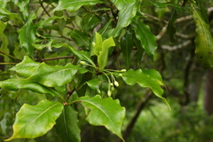Pittosporum illicioides