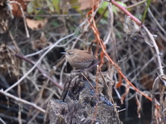 Troglodytes hiemalis