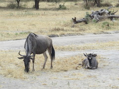 Connochaetes taurinus albojubatus