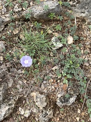 Ipomoea lindheimeri
