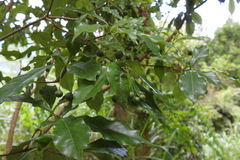 Pittosporum illicioides