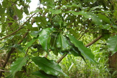 Pittosporum illicioides
