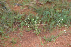 Parthenium hysterophorus