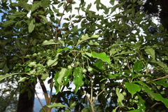 Pittosporum illicioides
