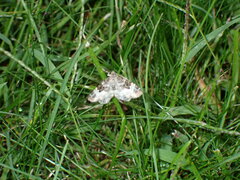 Euphyia intermediata