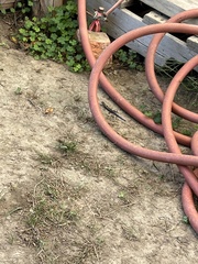 Plestiodon fasciatus