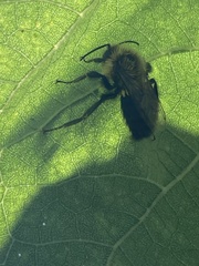Bombus impatiens