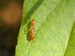 Pseudomyrmex apache