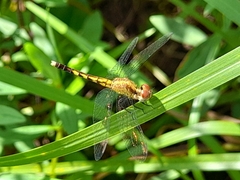 Erythrodiplax minuscula