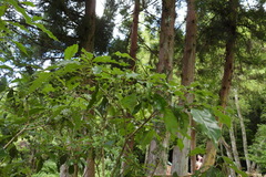 Pittosporum illicioides