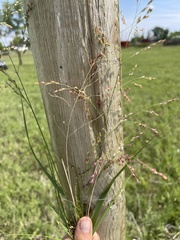 Panicum virgatum