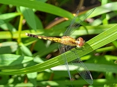Erythrodiplax minuscula