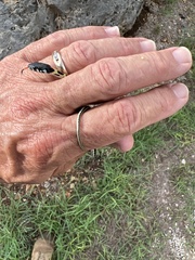 Thamnophis cyrtopsis