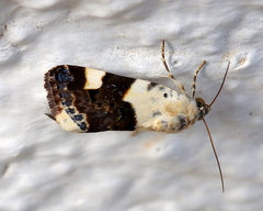 Acontia lucida