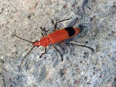 Chauliognathus lecontei
