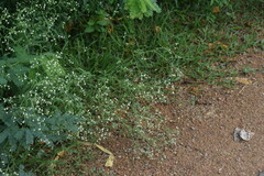 Parthenium hysterophorus