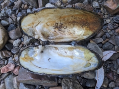 Ortmanniana ligamentina