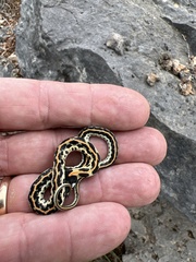 Thamnophis cyrtopsis