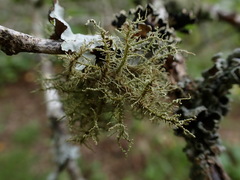 Usnea