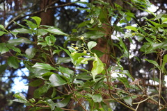Pittosporum illicioides