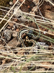 Thamnophis cyrtopsis