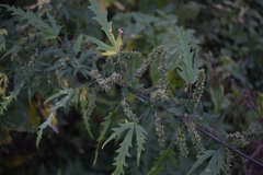 Urtica cannabina