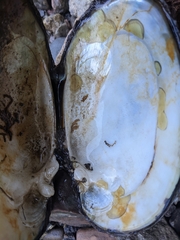 Ortmanniana ligamentina