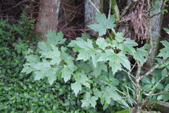 Acer