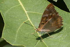 Apatura ilia