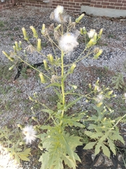 Erechtites hieraciifolius