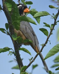 Saltator aurantiirostris
