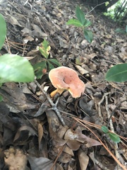 Lactifluus hygrophoroides