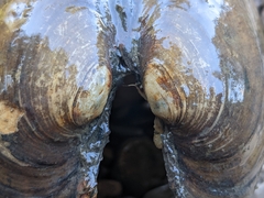 Ortmanniana ligamentina