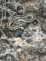 Thamnophis cyrtopsis