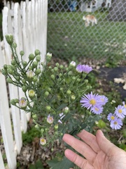 Symphyotrichum laeve