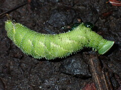 Amorpha juglandis