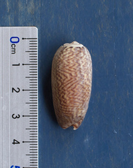 Oliva mustelina