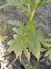 Erechtites hieraciifolius