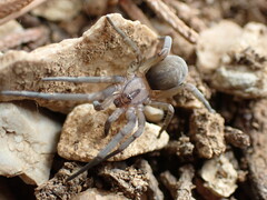 Filistata insidiatrix