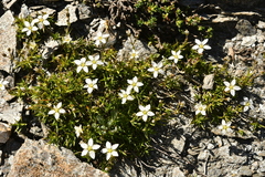 Facchinia lanceolata