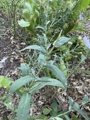 Symphyotrichum laeve