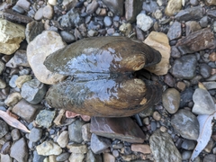 Ortmanniana ligamentina